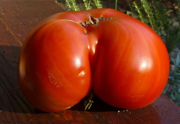 American Tomato